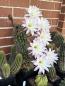 Preview: Echinopsis Hybr. lila